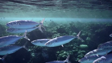 Close up of school of Indian mackerel swims quickly along coral reef Stock Footage 252016532
