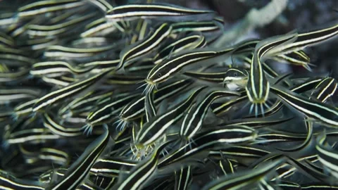 Close Up School of Juvenile Striped Eel Catfish In Lembeh Strait Stock Footage 169312148