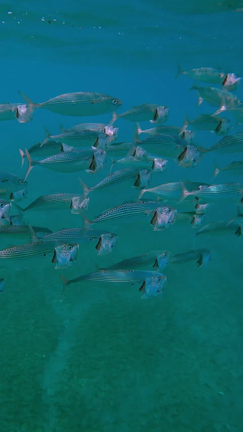 Plankton Video Stock Videos – Royalty-Free HD & 4K Videos | Page 3