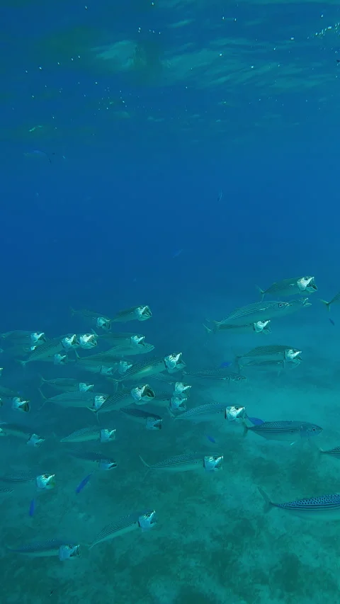 Close up of school of Mackerel filtering for plankton swim with open mouths in Stock Footage 331800879