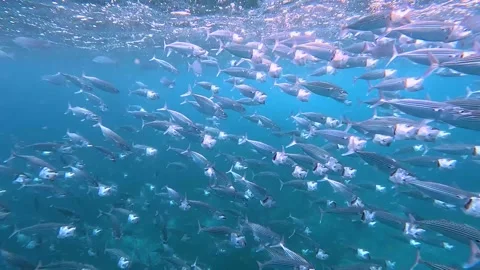 Close-up of the school of Mackerel fish swims in the blue water Stock Footage 240626297