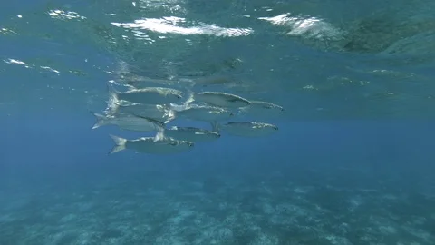 Close up of school of Mullet swims under surface on the blue water backbround. Stock Footage 125211775