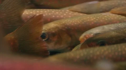 Close up of a school of spotted trout swimming in an aquarium. Stock Footage 320084822