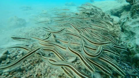Close-up, school of Striped Eel Catfish feeding as it swims like wave over coral Stock Footage 327618380