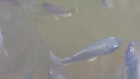 A close-up of a school of tilapia rising to the surface of the water to wait for Stock Footage 339288740