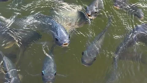 A close-up of a school of tilapia at the surface of the water waiting to feed Stock Photos
