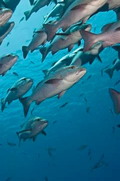 Close-up of a school of twinspot snappers (lutjanus bohar). Stock Photos