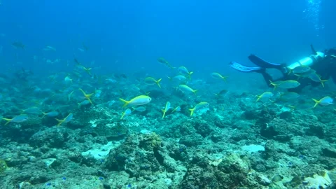 Close-up of a school of yellowtail fish swimming underwater Stock Footage 340309222