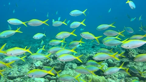 Close-up of a school of yellowtail fish swimming underwater Stock Footage 341826422