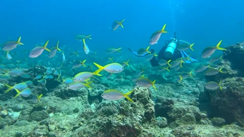 Close-up of a school of yellowtail fish swimming underwater Stock Footage 345161926