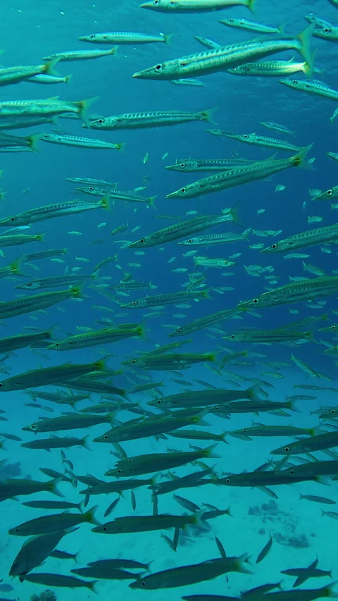 Close-up, school of young Yellowtail Barracuda swimming in blue water column Stock Footage 312124080