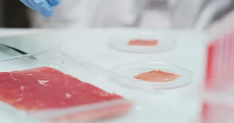 Close up of a scientist is analyzing with tweezers an artificial meat sample. Stock Footage 114670038