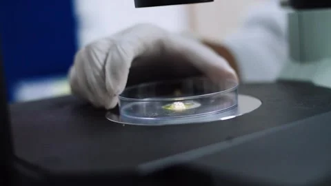 Close up scientist drop of yellow liquid on plate at microscope	 Stock Footage 134273762
