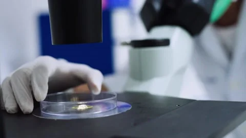 Close up scientist drop of yellow liquid on plate at microscope	 Stock Footage 134551308