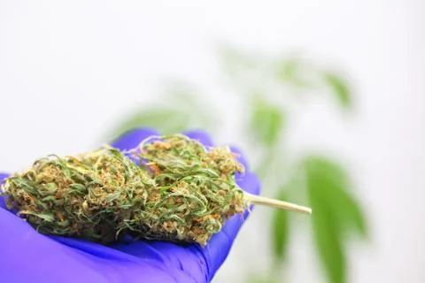 Close up scientist hand gloves checking hemp plant Stock Photos