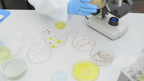Close up of Scientist hands taking a petri dish. Stock Footage 147062321