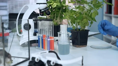 Close-up of scientist hands using surgical pincers to put soil sample on petri Stock Footage 115246772