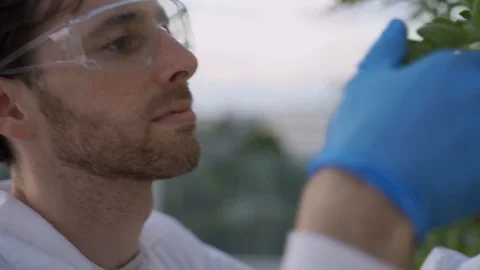 Close Up of scientist or agronomist checking a growing hydroponic plant Stock Footage 112623509
