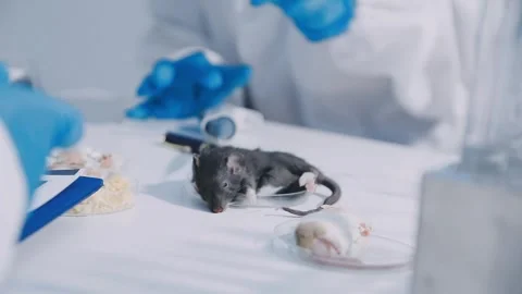 Close-up of scientist performing laboratory testing on a white mouse in a m.. Stock Footage 336564854
