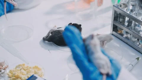 Close-up of scientist performing laboratory testing on a white mouse in a m.. Stock Footage 336564856