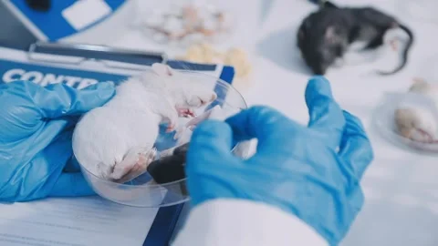 Close-up of scientist performing laboratory testing on a white mouse in a m.. Stock Footage 336564859
