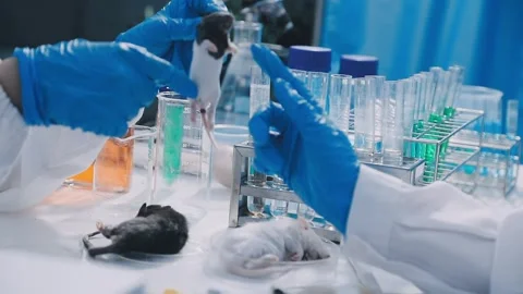 Close-up of scientist performing laboratory testing on a white mouse in a m.. Stock Footage 336564860