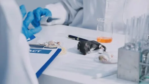 Close-up of scientist performing laboratory testing on a white mouse in a m.. Stock Footage 336564861