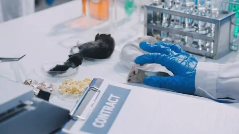 Close-up of scientist performing laboratory testing on a white mouse in a m.. Stock Footage 336564863