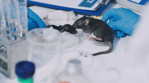 Close-up of scientist performing laboratory testing on a white mouse in a m.. Stock Footage 336564864