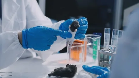 Close-up of scientist performing laboratory testing on a white mouse in a m.. Stock Footage 336564865