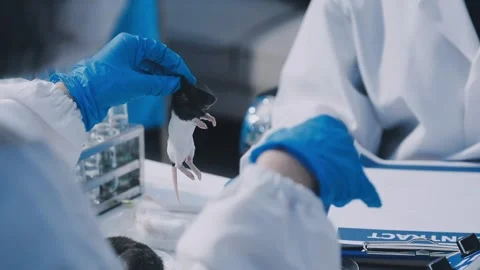 Close-up of scientist performing laboratory testing on a white mouse in a m.. Stock Footage 336564866