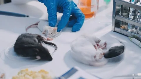 Close-up of scientist performing laboratory testing on a white mouse in a m.. Stock Footage 336564881