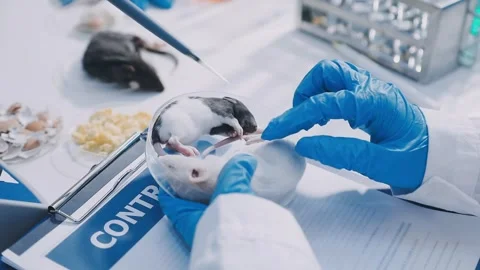 Close-up of scientist performing laboratory testing on a white mouse in a m.. Stock Footage 336564885