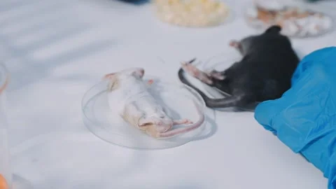 Close-up of scientist performing laboratory testing on a white mouse in a m.. Stock Footage 336564889