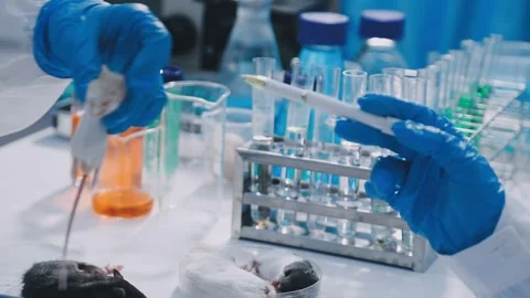 Close-up of scientist performing laboratory testing on a white mouse in a m.. Stock Footage 336564896