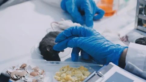 Close-up of scientist performing laboratory testing on a white mouse in a m.. Stock Footage 336564904