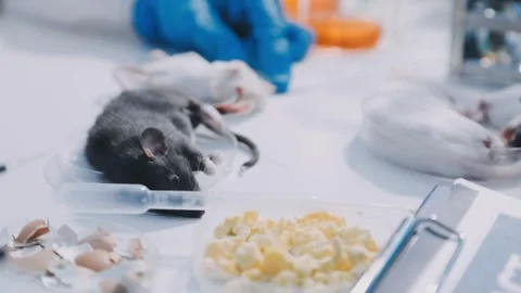 Close-up of scientist performing laboratory testing on a white mouse in a m.. Stock Footage 336564909