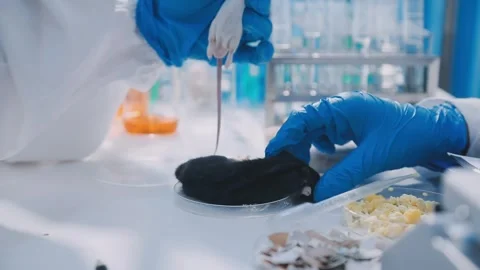 Close-up of scientist performing laboratory testing on a white mouse in a m.. Stock Footage 336564910