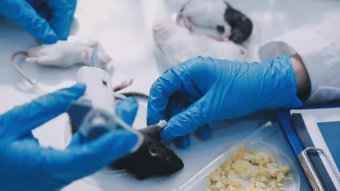 Close-up of scientist performing laboratory testing on a white mouse in a m.. Stock Footage 336564911