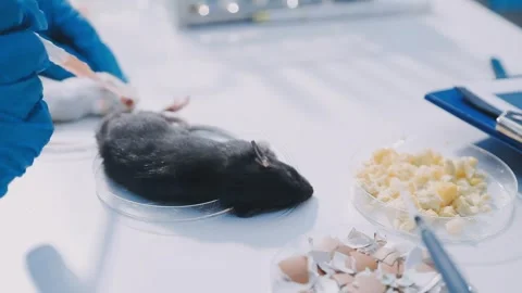 Close-up of scientist performing laboratory testing on a white mouse in a m.. Stock Footage 336564914