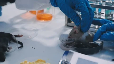 Close-up of scientist performing laboratory testing on a white mouse in a m.. Stock Footage 336564925