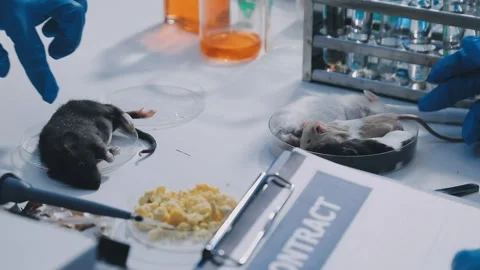 Close-up of scientist performing laboratory testing on a white mouse in a m.. Stock Footage 336564932