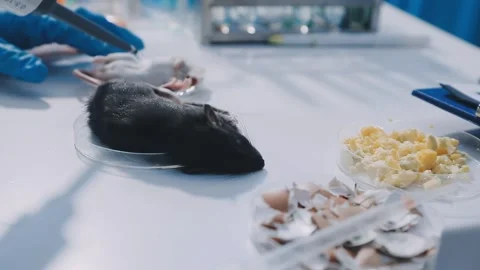 Close-up of scientist performing laboratory testing on a white mouse in a m.. Stock Footage 336564933