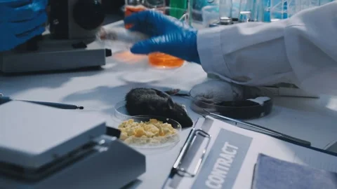 Close-up of scientist performing laboratory testing on a white mouse in a m.. Stock Footage 336564936