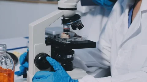 Close-up of scientist performing laboratory testing on a white mouse in a m.. Stock Footage 336564942