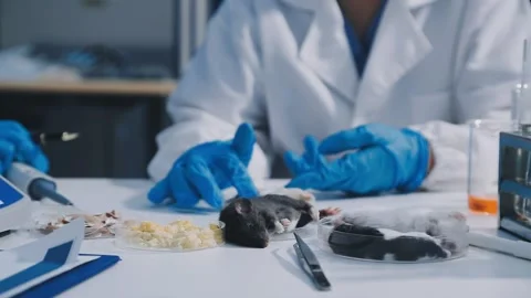 Close-up of scientist performing laboratory testing on a white mouse in a m.. Stock Footage 336564948