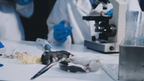 Close-up of scientist performing laboratory testing on a white mouse in a m.. Stock Footage 336564957