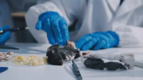 Close-up of scientist performing laboratory testing on a white mouse in a m.. Stock Footage 336564973