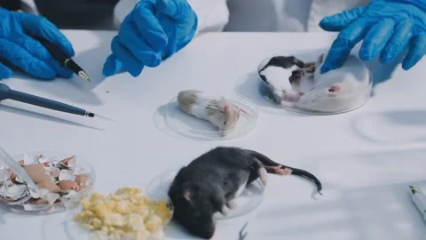 Close-up of scientist performing laboratory testing on a white mouse in a m.. Stock Footage 336564978