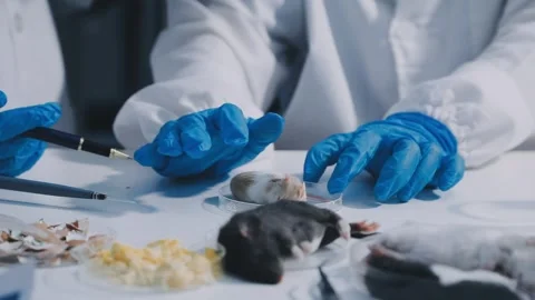 Close-up of scientist performing laboratory testing on a white mouse in a m.. Stock Footage 336564980
